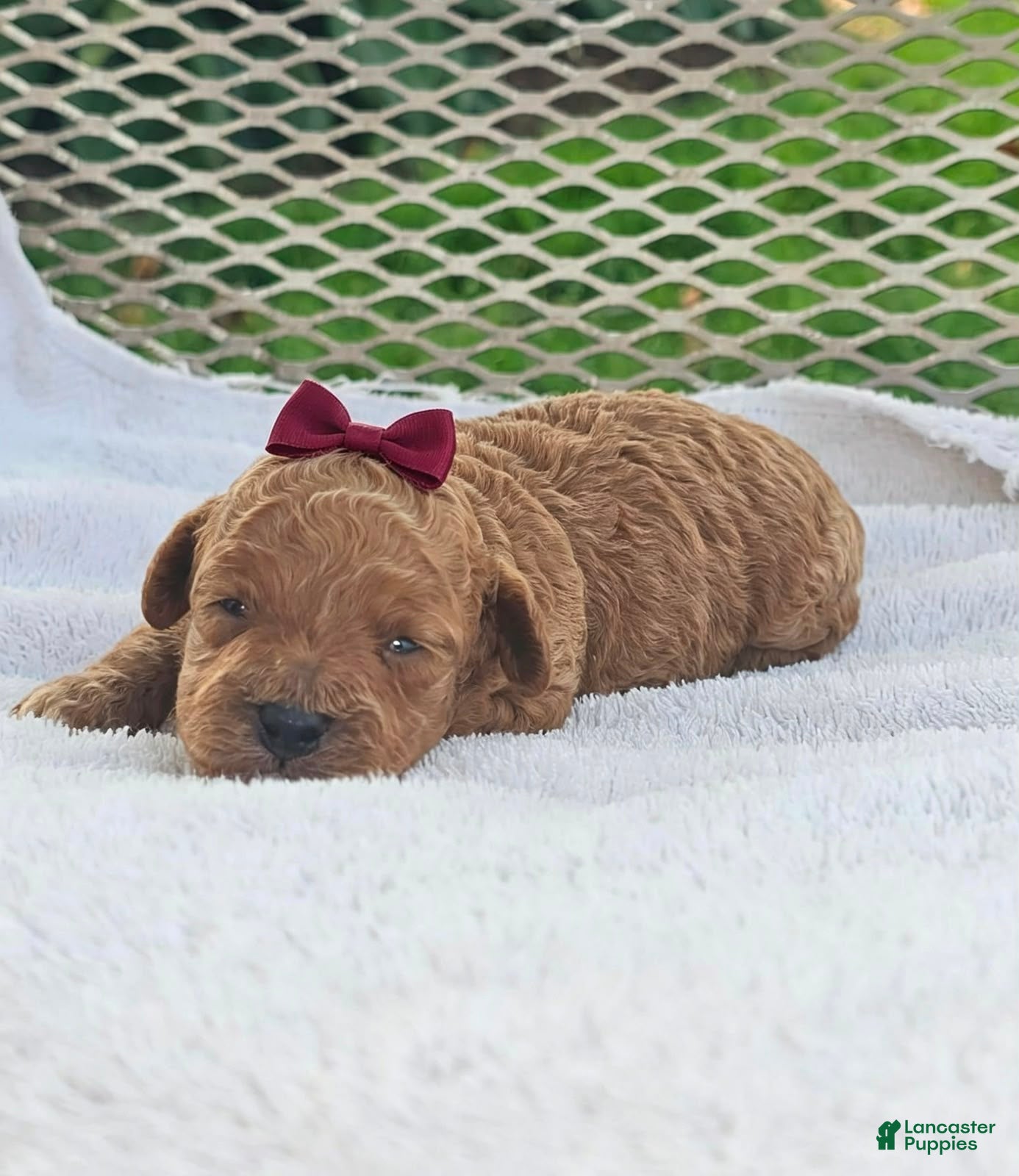 Toy Poodle dogs Marisol- Akc Toy Poodle - Ad 10