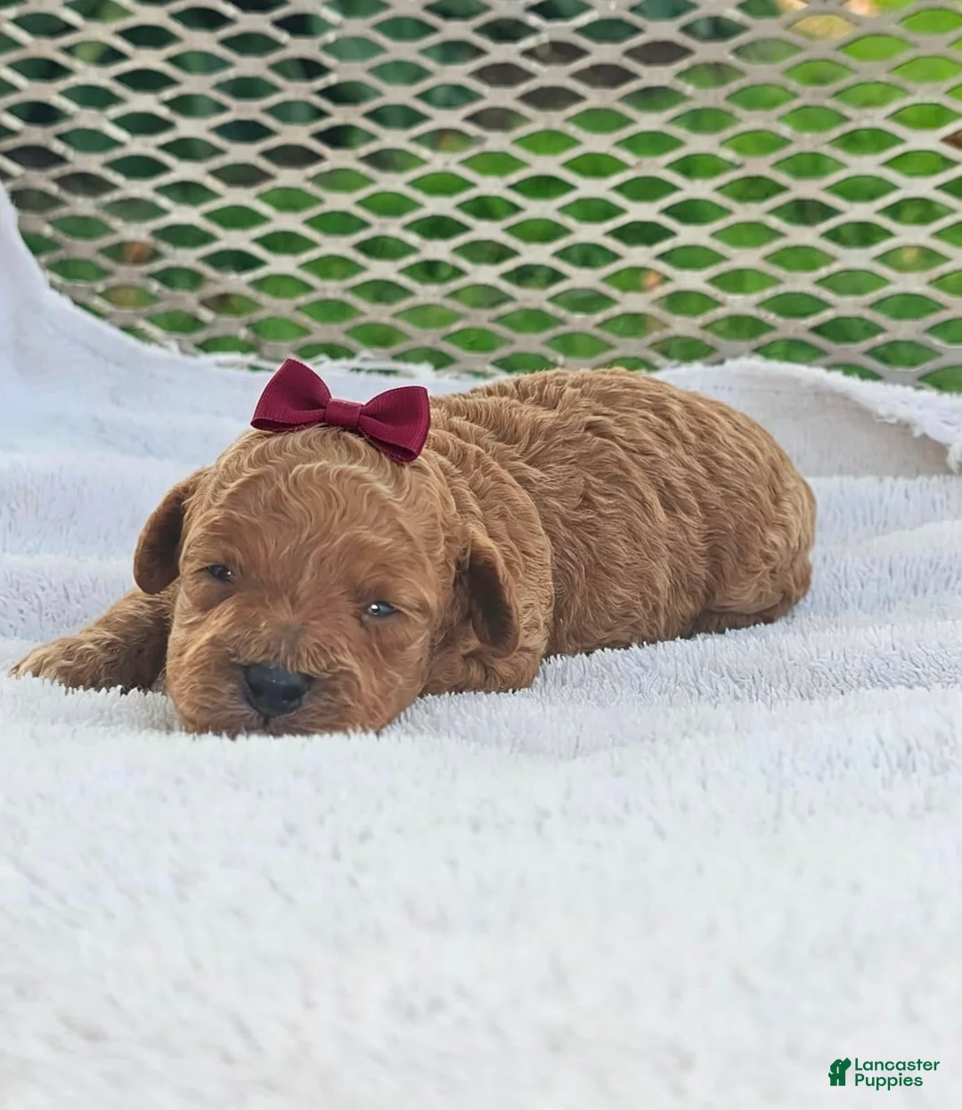 Toy Poodle dogs for sale: Marisol- Akc Toy Poodle - Ad 1