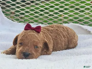 Toy Poodle dogs Marisol- Akc Toy Poodle - Ad 7