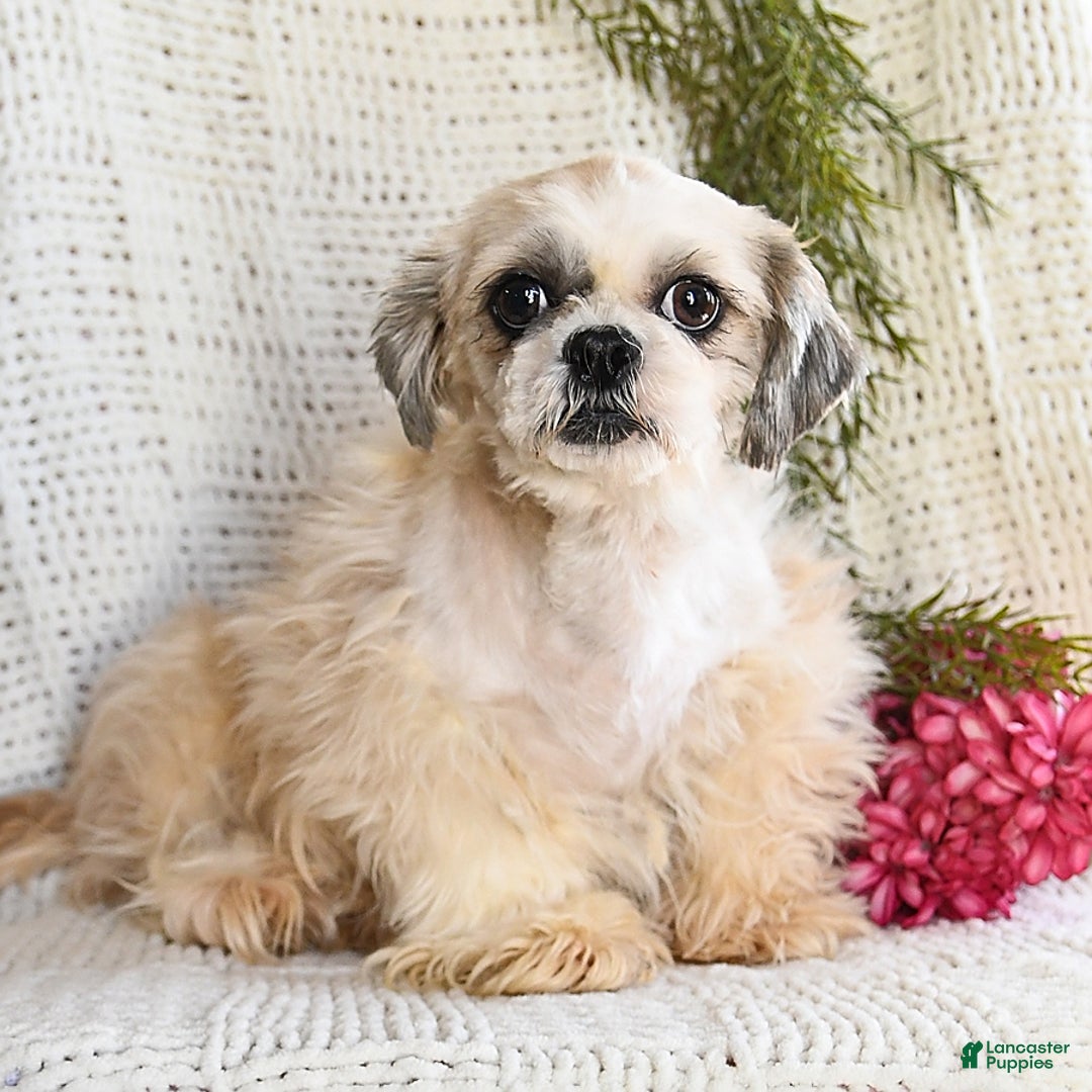 Shih Tzu dogs for sale: Belle - Ad 6