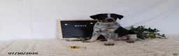 Australian Cattle Dog dogs for sale: Roxie - Ad 5