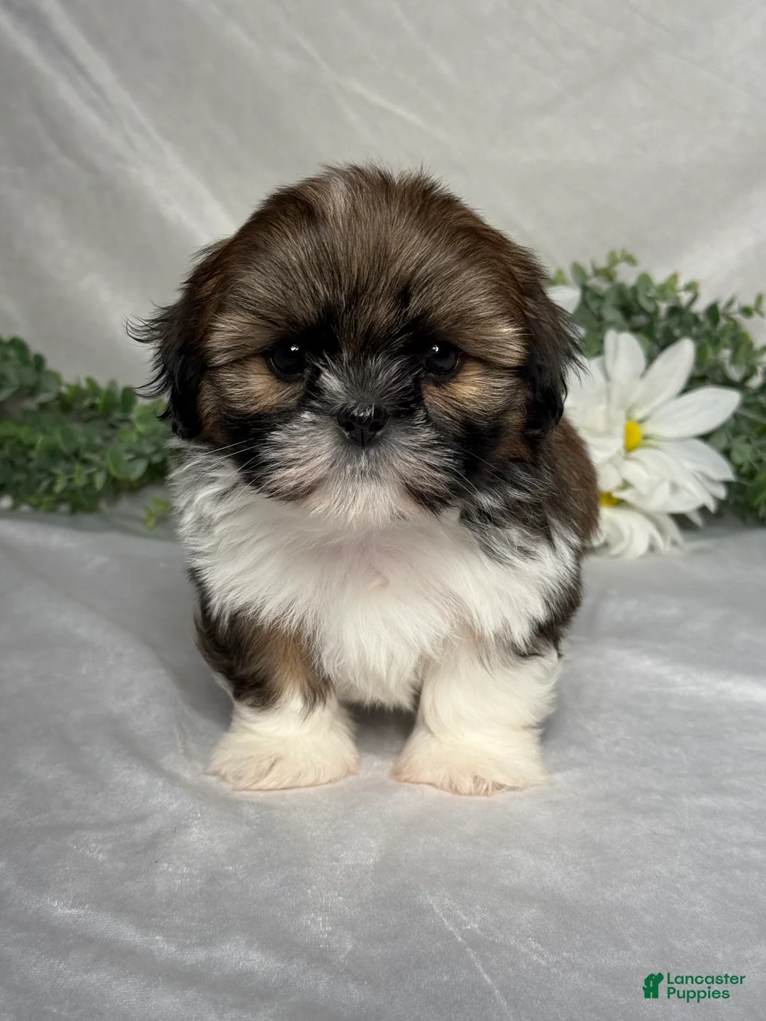 Shih Tzu dogs for sale: Max - Ad 1
