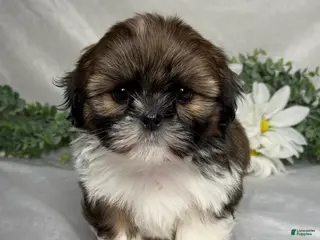 Shih Tzu dogs for sale: Max - Ad 4