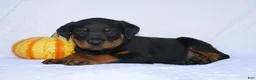 Rottweiler dogs for sale: Hunter - Ad 3