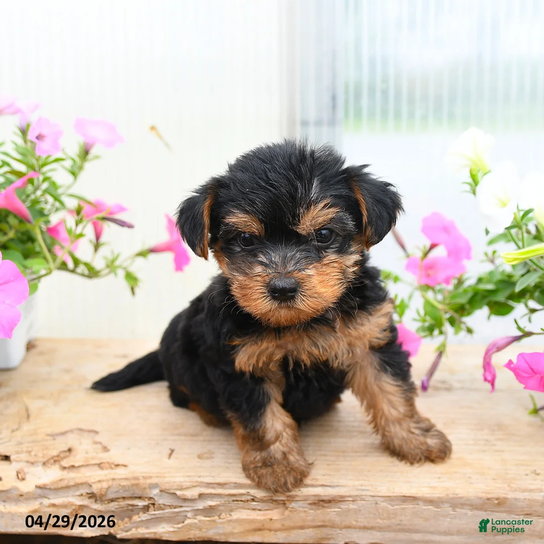 Morkie dogs for sale: Andrew - Ad 2