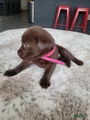 Labrador Retriever Puppy 5