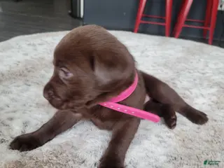 Labrador Retriever dogs for sale: Labrador Retriever Puppy 5 - Ad 4