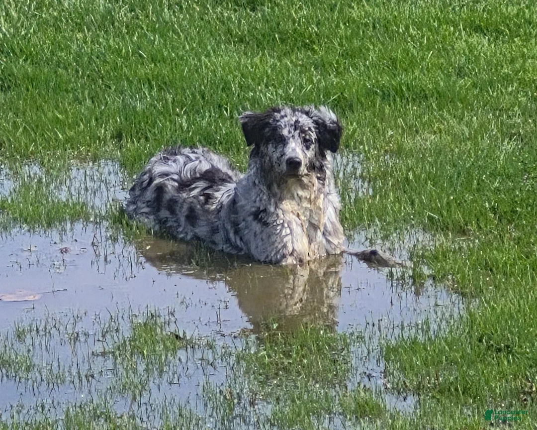 Australian Shepherd dogs for sale: Australian Shepherd 2 - Ad 1
