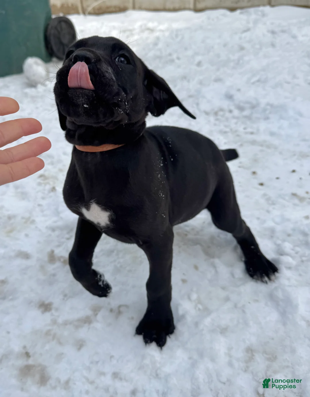 Cane Corso dogs for sale: Jade - Ad 2