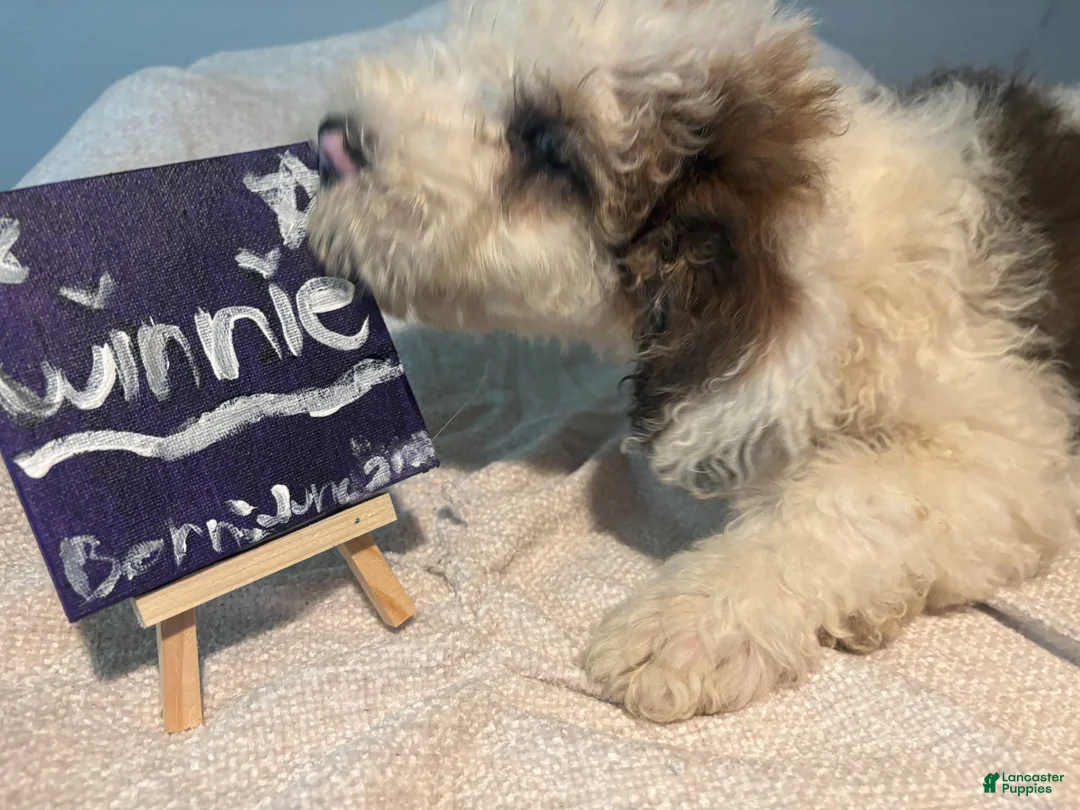 Mixed Breed dogs for sale: Winnie - Ad 2