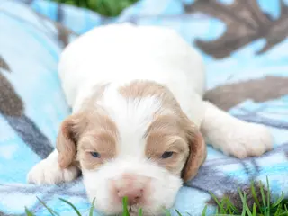 Cockapoo dogs Cockapoo Cari - Ad 27