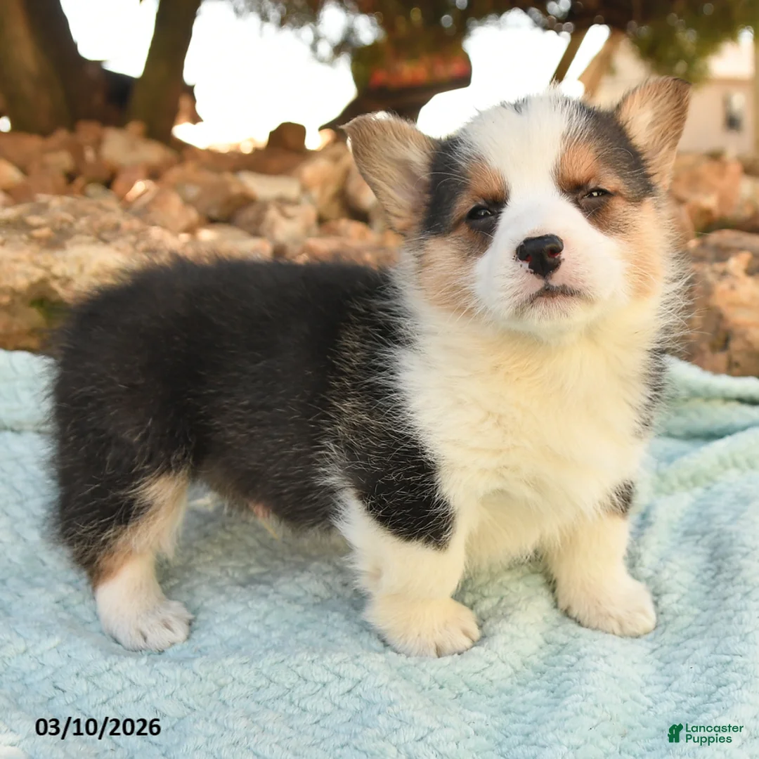 Welsh Corgi Pembroke dogs for sale: Racer - Ad 3