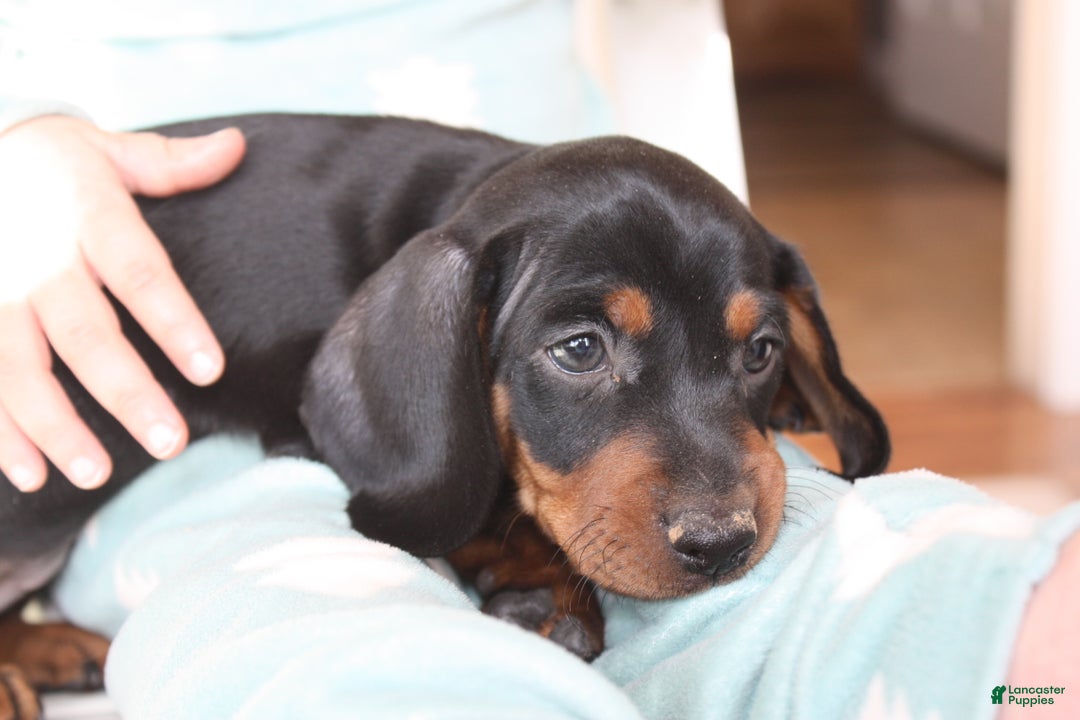 Miniature Dachshund dogs for sale: Chase - Ad 4