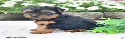 Yorkshire Terrier dogs for sale: Alex - Ad 3