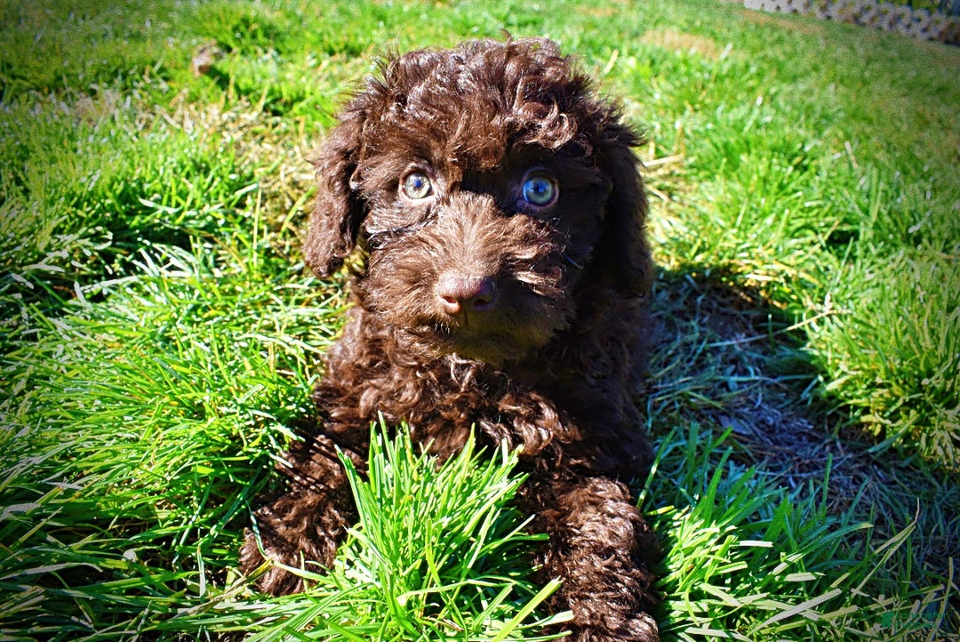 Havapoo dogs for sale: Isabella - Ad 15