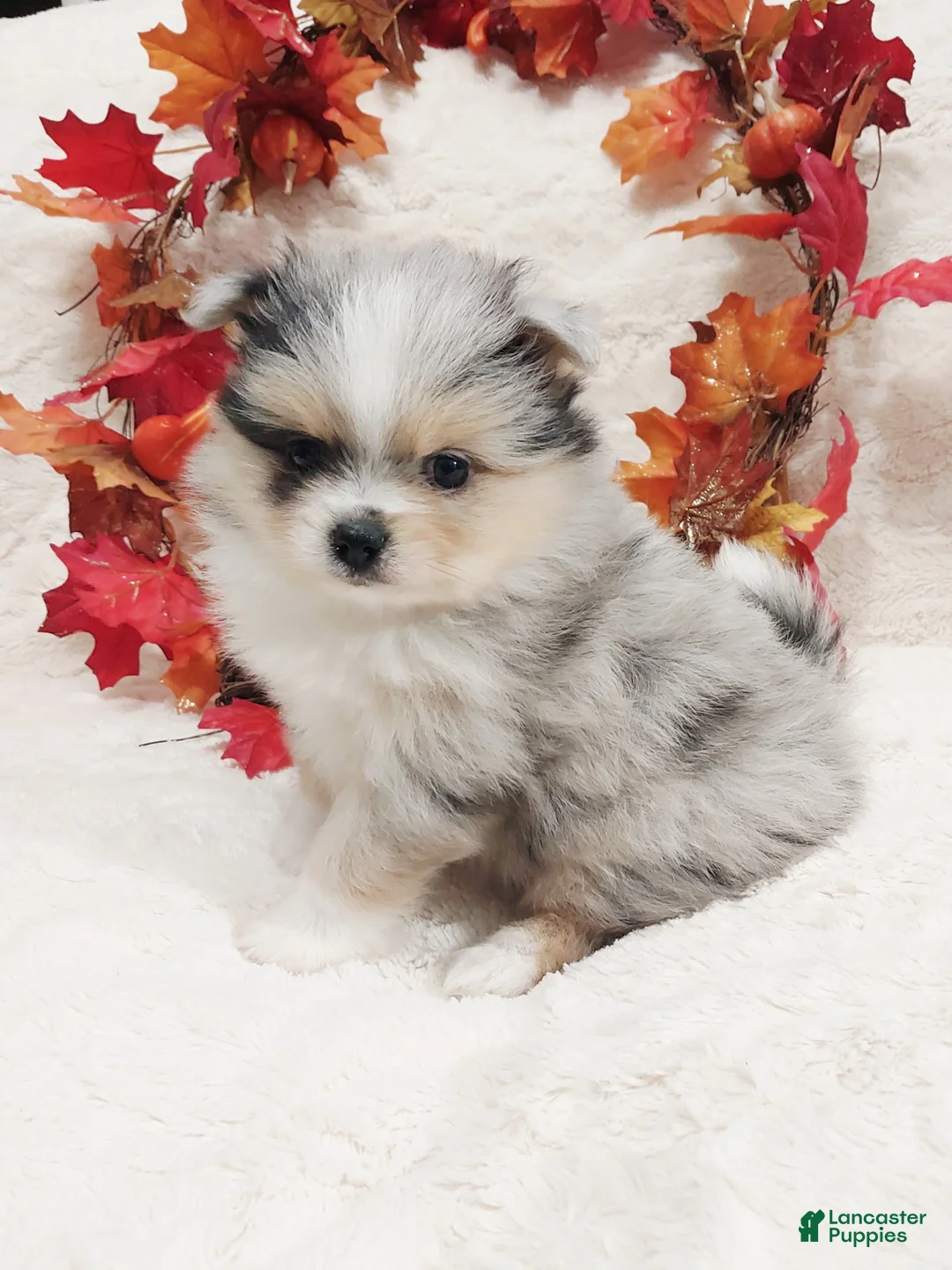 Pomeranian dogs for sale: Alitha - Ad 2