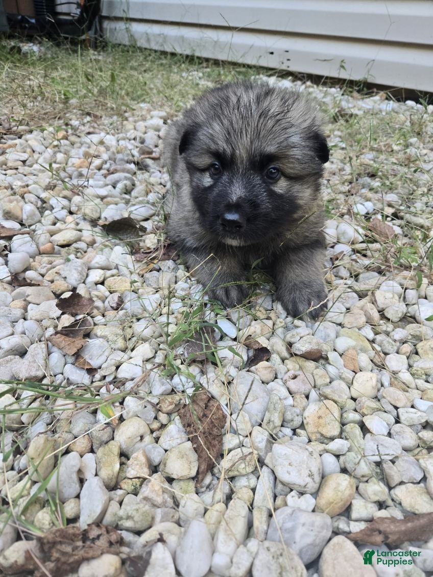 German Shepherd dogs for sale: Zoro - Ad 1