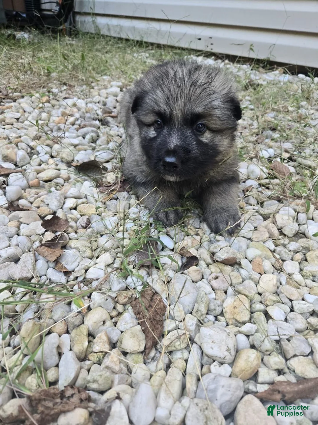 German Shepherd dogs for sale: Zoro - Ad 1