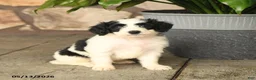 Double Doodle dogs for sale: Spotty - Ad 5
