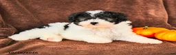 Miniature Poodle dogs for sale: Oreo - Ad 4