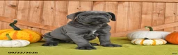 Cane Corso dogs for sale: Charm  - Ad 3
