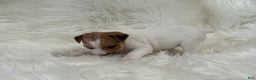 Jack Russell Terrier dogs for sale: Mitsy Puppy 5 - Ad 4