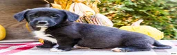 Mixed Breed dogs for sale: Randy Golden Corgi - Ad 6
