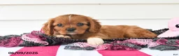 Cavalier King Charles Spaniel dogs for sale: Tony - Ad 4