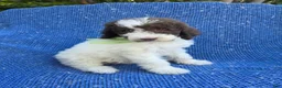 Goldendoodle dogs for sale: Nate - Ad 1