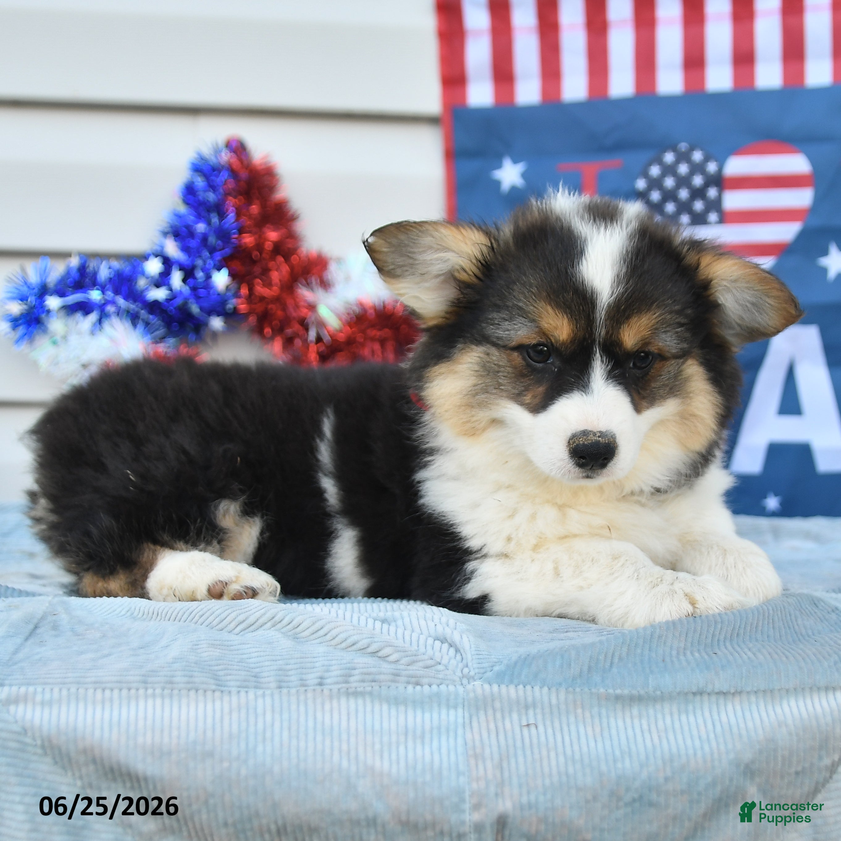 Welsh Corgi Pembroke dogs Betsy Ross - Ad 1