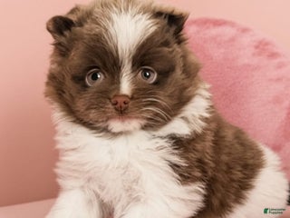 Pomeranian dogs - Ad 5