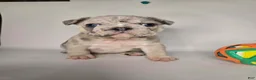 French Bulldog dogs for sale: Lucky - Ad 4