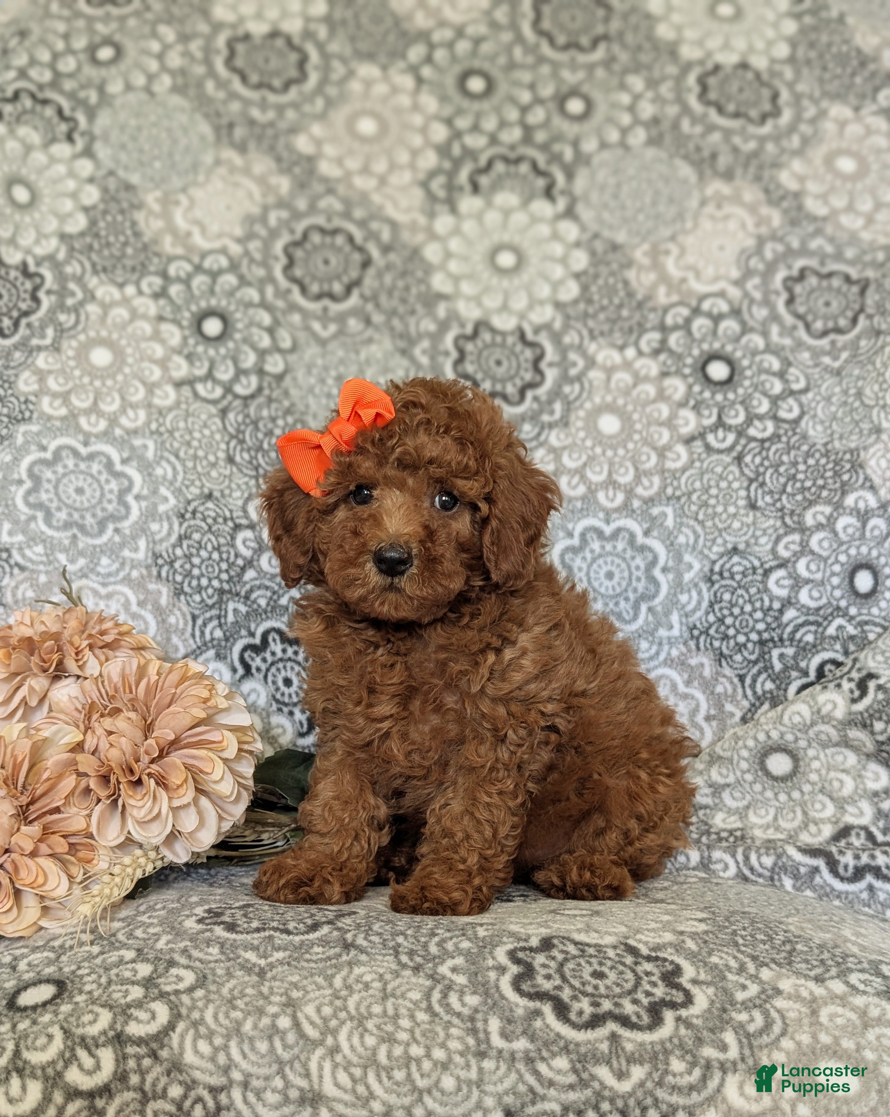 Miniature Poodle dogs Tara - Ad 1