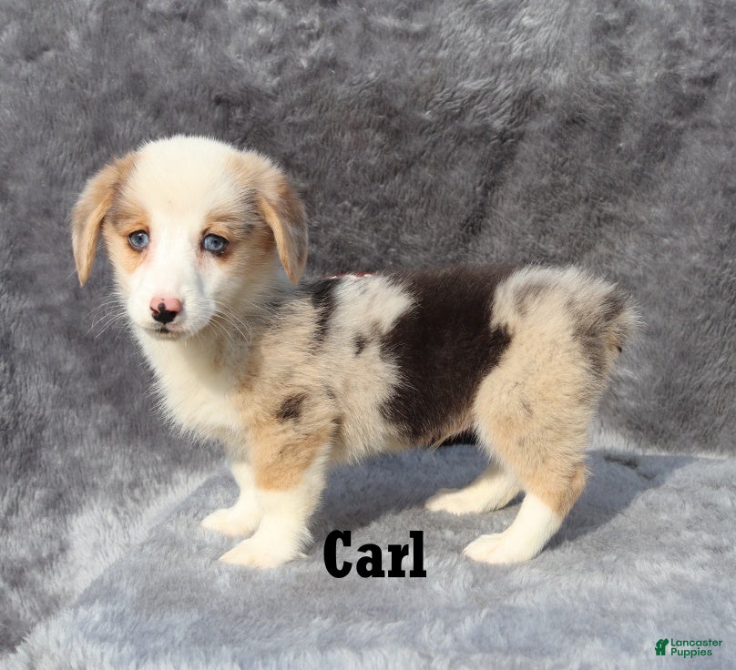 Welsh Corgi Pembroke dogs Carl - Ad 2