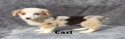 Welsh Corgi Pembroke dogs for sale: Carl - Ad 2