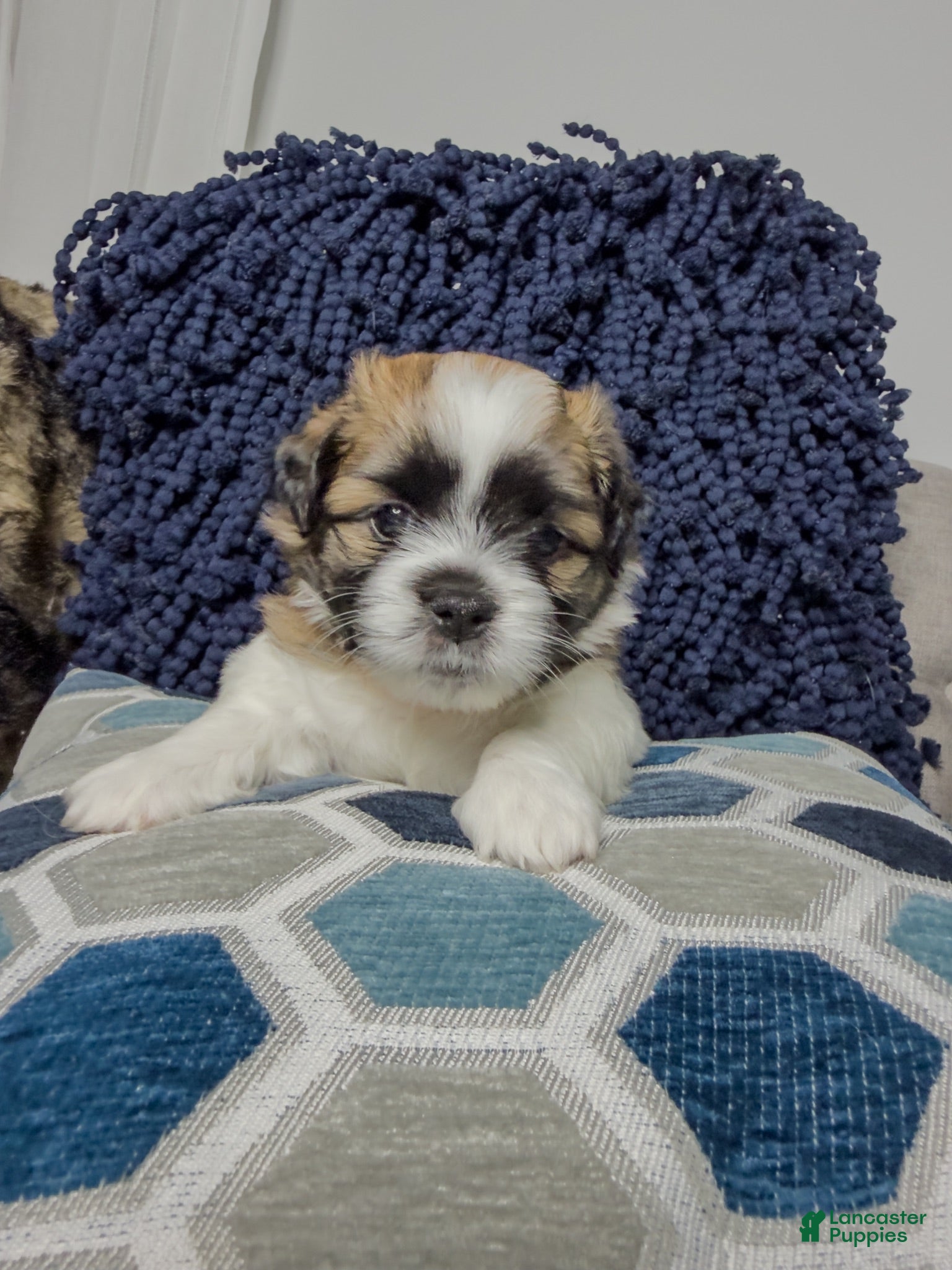Teddy Bear dogs Teddy Bear 2 - Ad 2