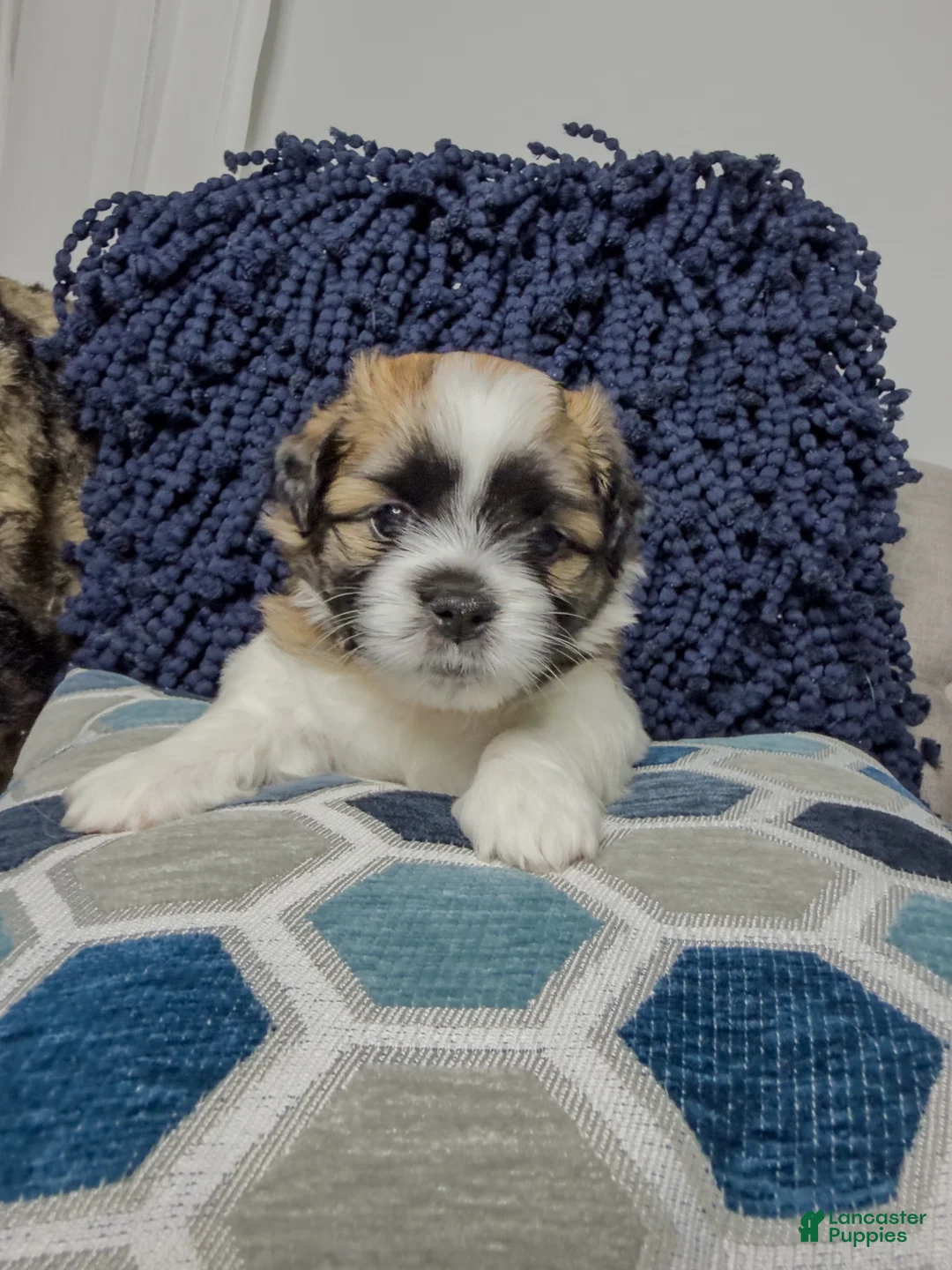 Teddy Bear dogs for sale: Teddy Bear 2 - Ad 2
