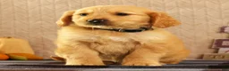 Golden Retriever dogs for sale: Joey - Ad 4