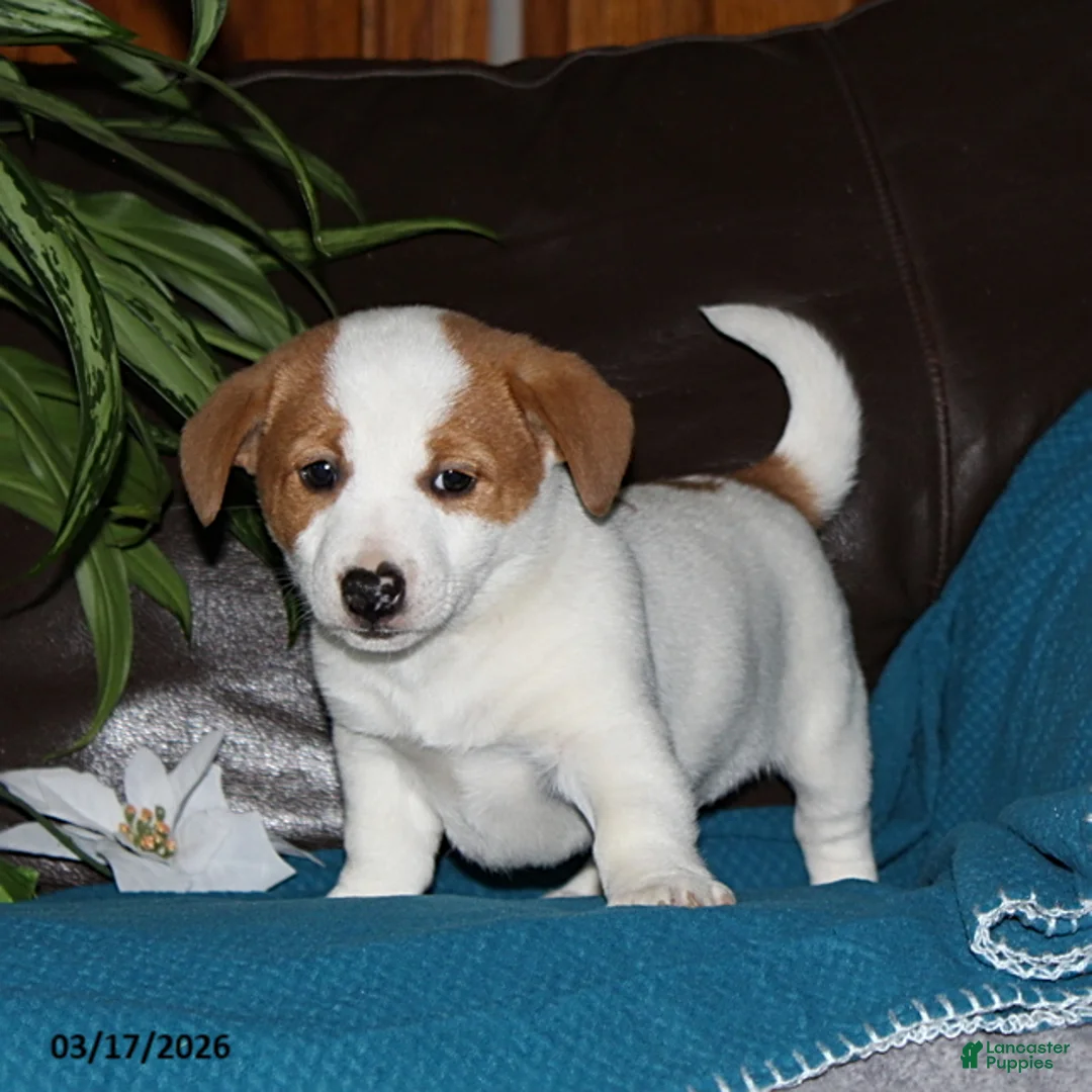 Mixed Breed dogs for sale: Rex - Ad 5