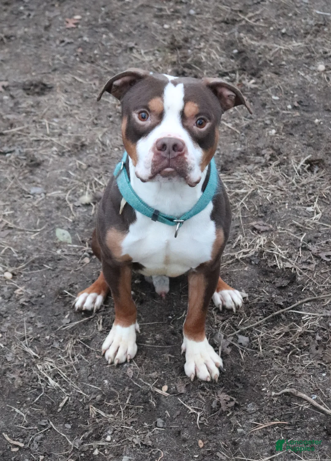 American Bully dogs for stud: M'Baku - Ad 1