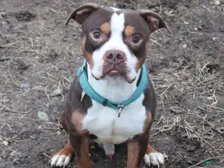 American Bully dogs for stud: M'Baku - Ad 1