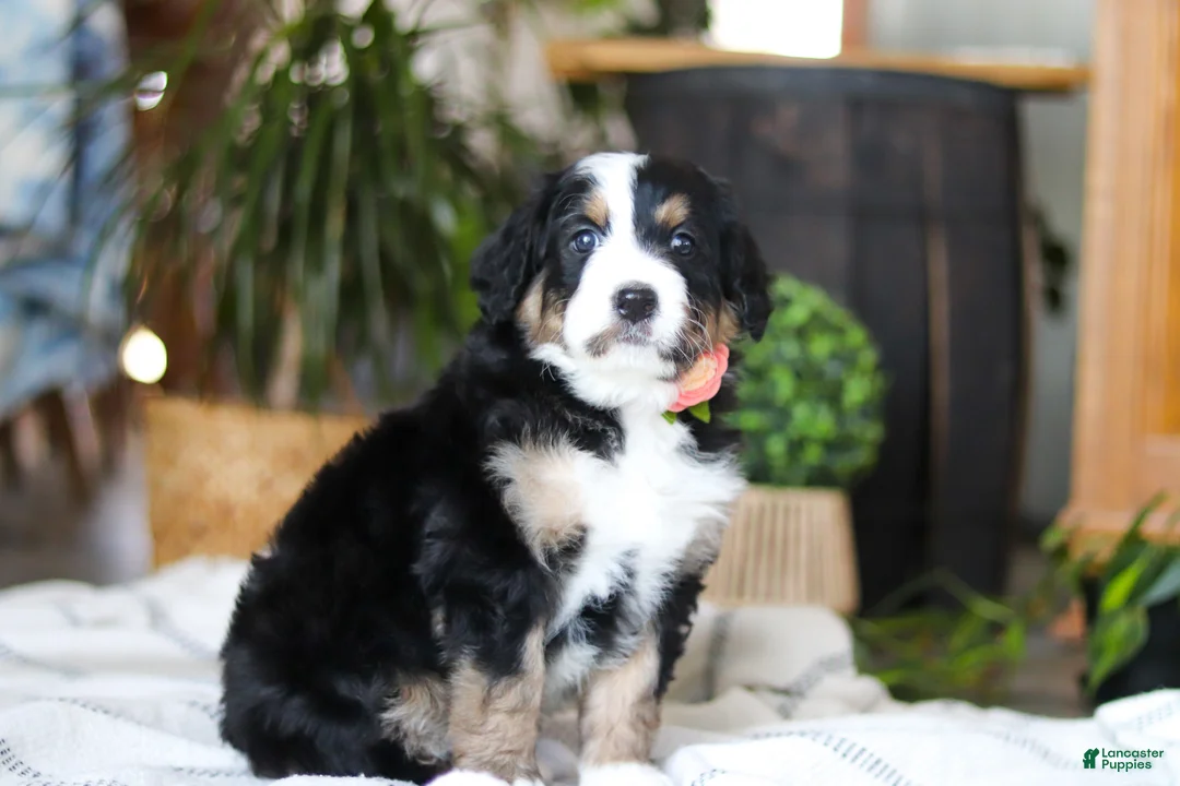 Bernedoodle dogs for sale: Iris - Ad 3