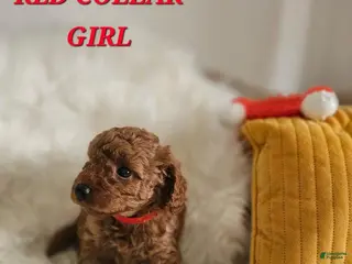 Toy Poodle dogs for sale: Toy Poodle Puppy 5 - Ad 2