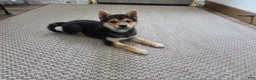 Shiba Inu dogs for sale: Randy - Ad 3