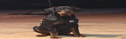 Rottweiler dogs for sale: Rottweiler 1 - Ad 2
