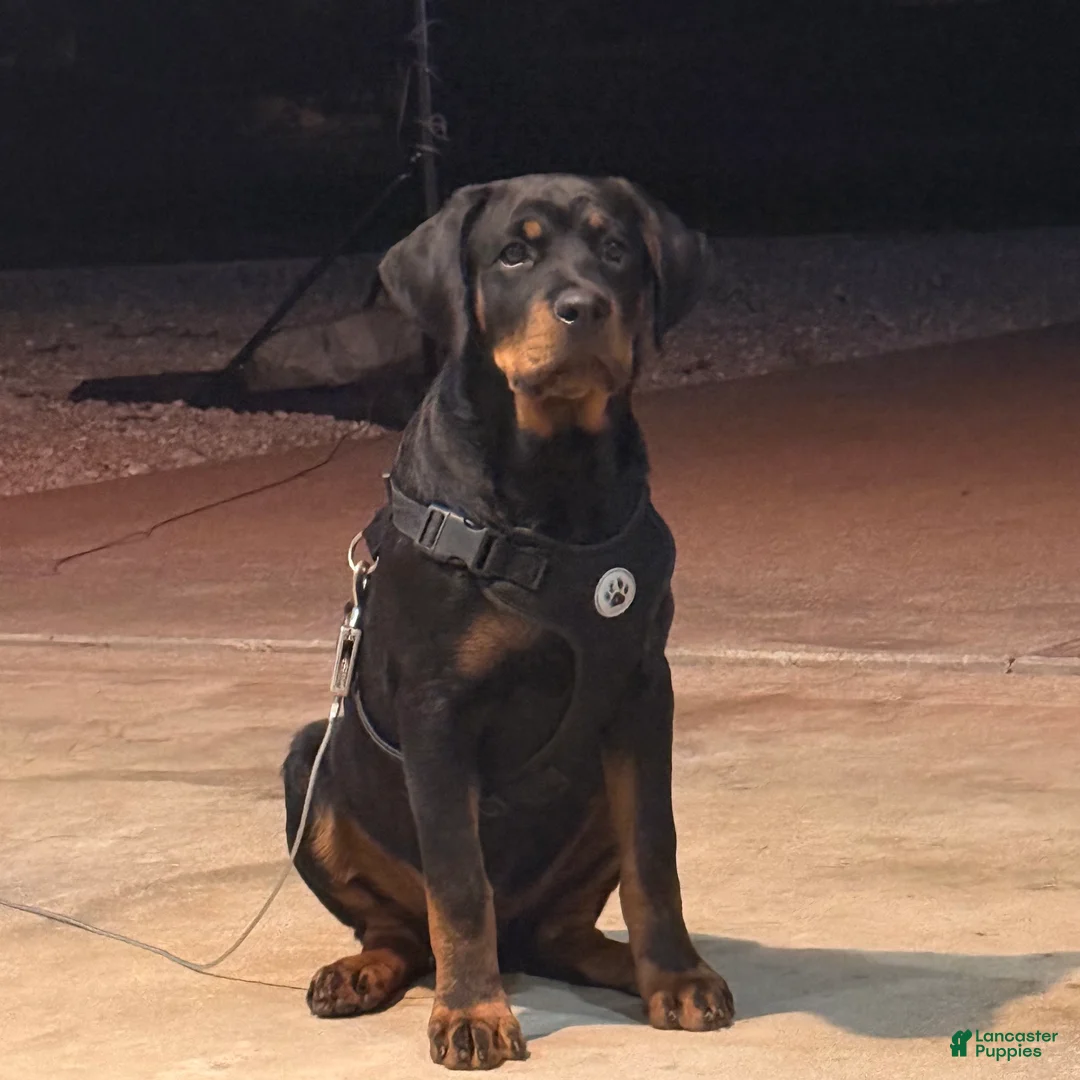 Rottweiler dogs for sale: Rottweiler 1 - Ad 2