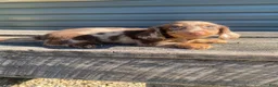Miniature Dachshund dogs for sale: Hank - Ad 4