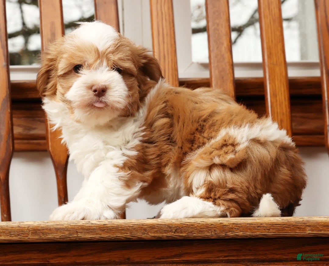 Havanese dogs for sale: Tonya - Ad 7
