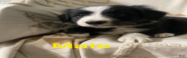 Border Collie Puppy 2