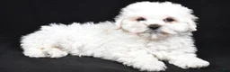 Teddy Bear dogs for sale: Cissy - Ad 4